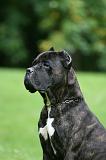 CANE CORSO 1255